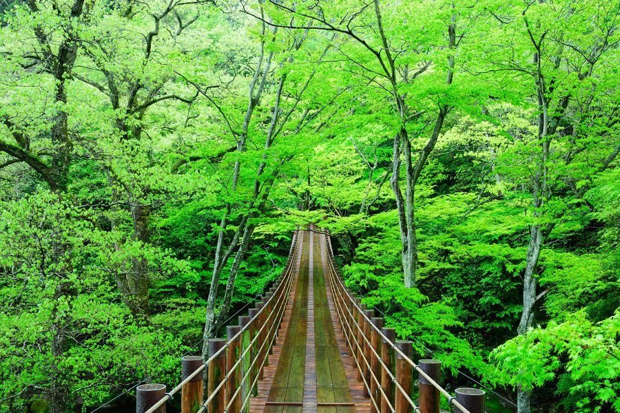 🍁 하나누키 계곡(하나누키케이코쿠) 이미지 7